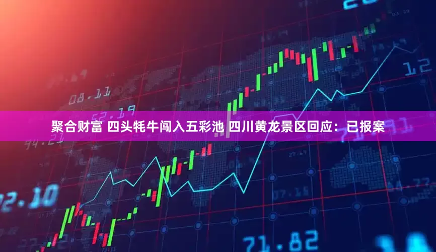 聚合财富 四头牦牛闯入五彩池 四川黄龙景区回应：已报案